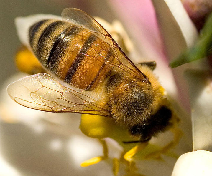 tinctura de propolis cu varicoză