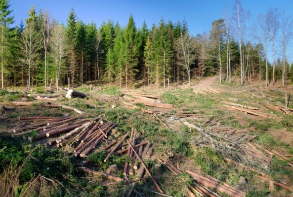 Legea prin care defrișările ilegale sunt incluse în cadrul amenințărilor la securitatea națională, promulgată