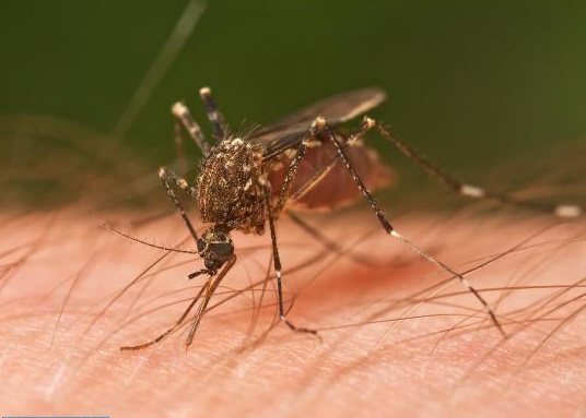 Virusul Zika: În Marea Britanie va fi pulverizat insecticid în avioanele venite din regiunile afectate (presă)
