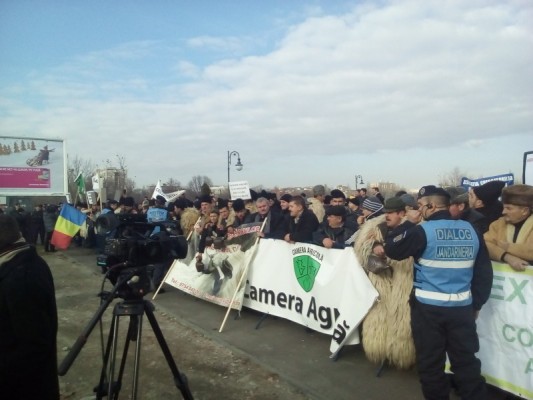 Crescătorii de oi protestează la Parlament