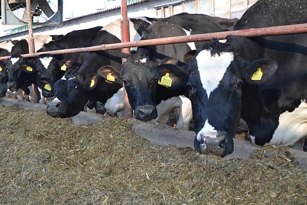 Guvern: Ajutor financiar de peste 11 milioane de euro pentru crescătorii de vaci de lapte și de porcine
