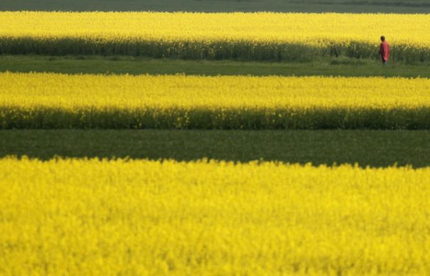 Polonezii, acuzaţi că fac dumping cu biodiesel. Producătorii români sunt foarte afectaţi
