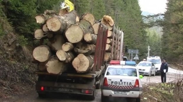Mașinile care transportă fraudulos material lemnos vor putea fi confiscate