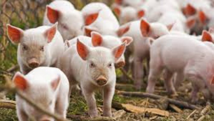 România va solicita Bruxelles-ului deblocarea exportului de porci vii în spațiul comunitar