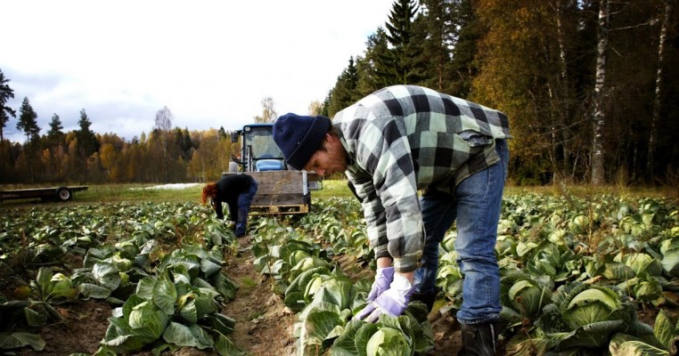 Bani de la stat pentru afacerile din mediul rural