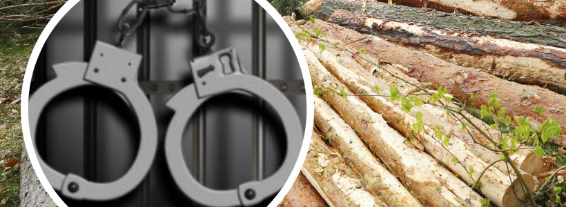 ÎCCJ: Dosarul retrocedărilor ilegale de păduri – termen cu inculpații fără măsuri preventive