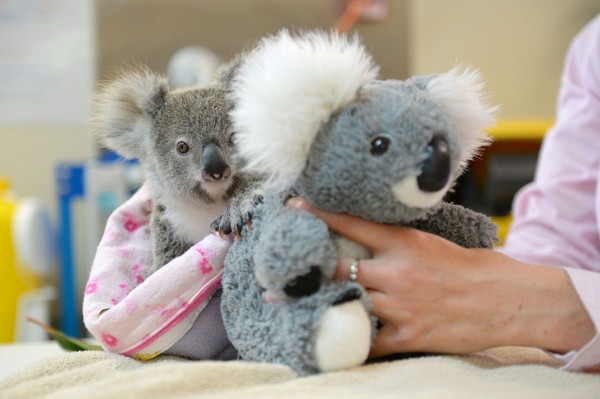 VIDEO Australia: Un koala orfan se consolează cu un marsupial din pluș