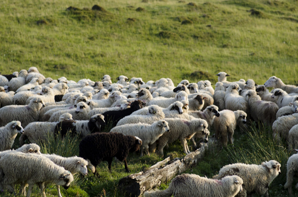 Irimescu: România nu își permite să renunțe la exportul de ovine vii în țările arabe; consumul intern este foarte scăzut