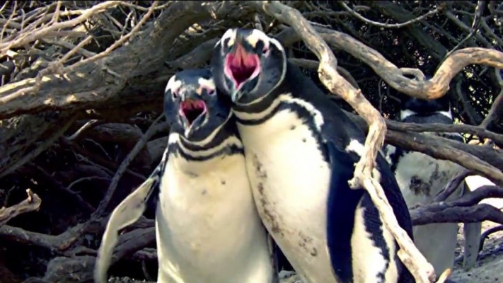 VIDEO Reacția violentă a unui pinguin la descoperirea partenerei sale cu un “amant” a devenit virală