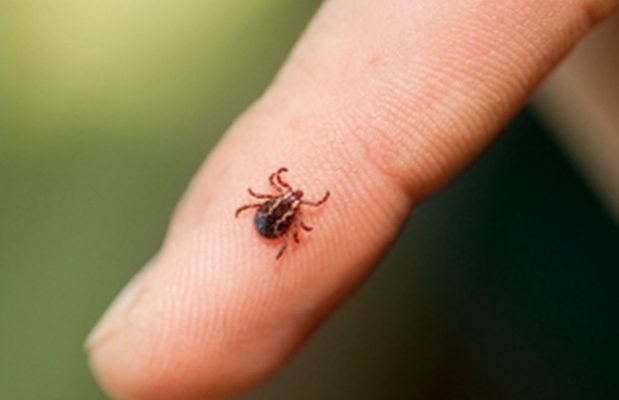 Un unguent antibiotic s-a dovedit eficace împotriva maladiei Lyme (studiu)
