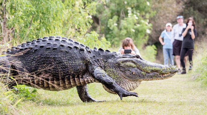 VIDEO Imagini video virale cu un aligator uriaș traversând o potecă într-o rezervație din Florida