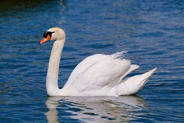 Slovenia a confirmat primul caz de gripă aviară