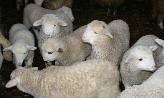 Nemulţumirile crescătorilor de ovine din România, prezentate luni într-o conferinţă organizată de Asociaţia Profesională a Ciobanilor