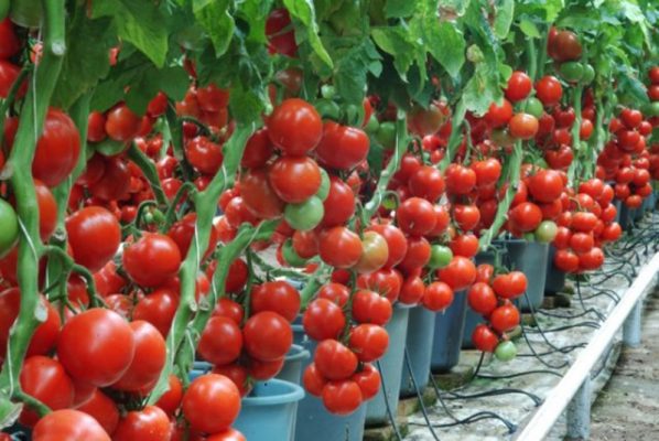 Programul guvernamental “Tomate 2019” a fost lansat, oficial, la Botoşani
