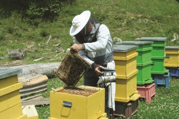 Tulcea: Producţia de miere, afectată de condiţiile meteorologice