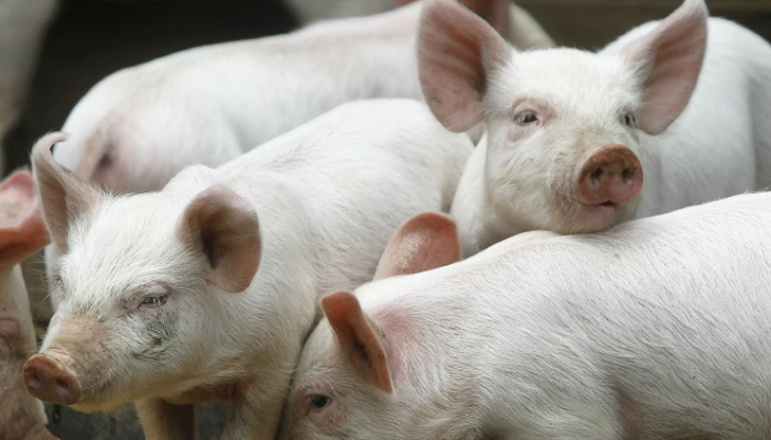 Cluj: Veterinarii susţin că trebuie să se renunţe la creşterea tradiţională a porcilor, pentru eradicarea trichinelozei