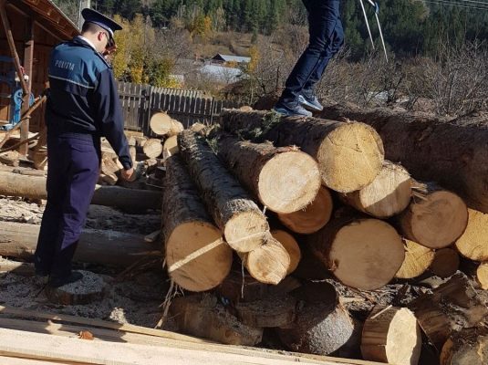 IGPR: Amplă acţiune în Mureş pentru prevenirea şi combaterea tăierilor ilegale de arbori