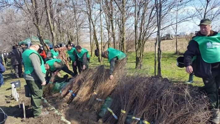 Brăila: Proiect de regenerare a perdelelor forestiere de protecţie pe DN 2B, în valoare de 1,5 milioane de euro