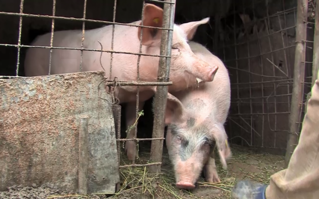 Oros: Cât sunt eu ministru al Agriculturii, porcul din gospodărie nu va dispărea