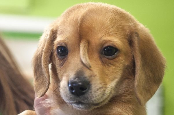 SUA – Un căţel care are o coadă în frunte a devenit vedetă pe internet