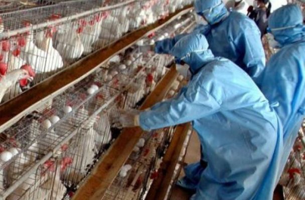 Tabără (ASAS): Trebuie suspendate importurile de produse avicole din ţările în care există gripa aviară