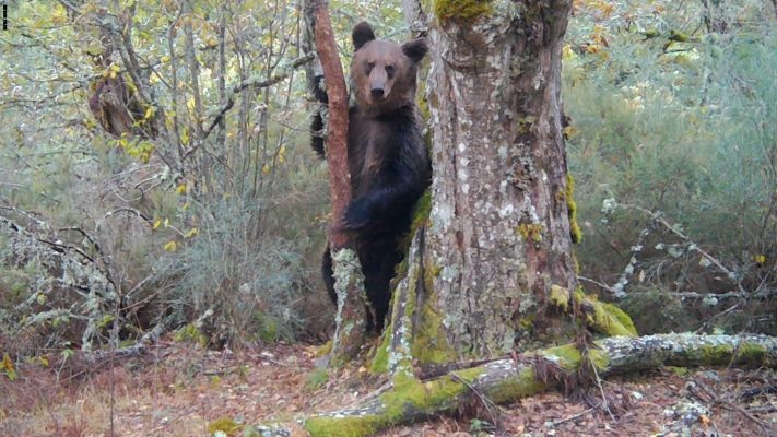 VIDEO Un urs brun a fost văzut în nordul Spaniei pentru prima dată în ultimii 150 de ani