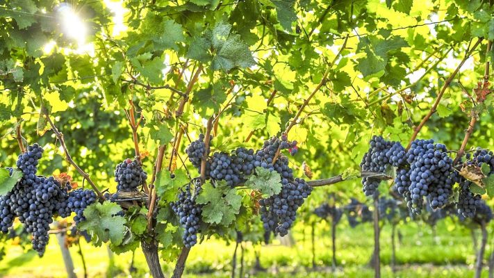 Oros: Solicităm CE utilizarea banilor neaccesaţi de sectorul vitivinicol ca scheme de ajutor pentru viticultorii afectaţi de coronavirus