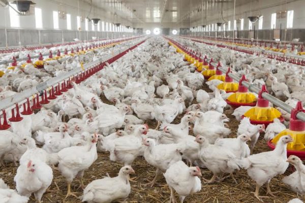 MADR: Peste 286 de milioane de lei pentru susţinerea activităţii crescătorilor de păsări, oi, capre şi porci