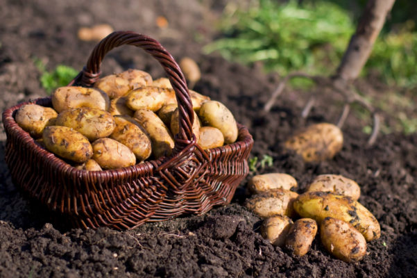 Direcţia Agricolă Covasna: Preţul cartofilor, la jumătate faţă de anii anteriori; fermierii preferă să amâne recoltarea