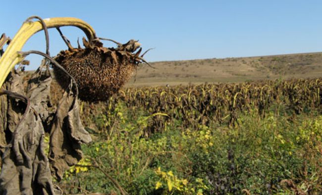 Ministrul Agriculturii: Peste un milion de hectare cu porumb şi floarea soarelui au fost afectate de secetă; o să-i despăgubim şi pe aceşti fermieri