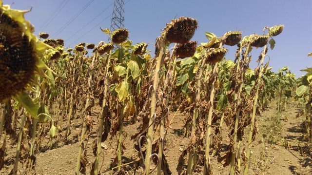 Producţiile de porumb şi floarea soarelui vor scădea la jumătate în acest an din cauza secetei