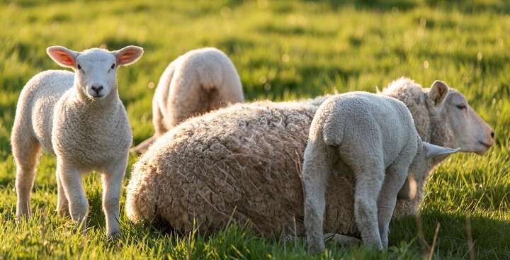 Oros: România dispune de mari efective de ovine pentru export, un potenţial care trebuie valorificat