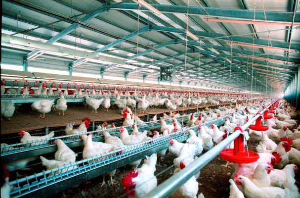Petre Daea: Prin blocarea comercializării puilor de o zi la fermele specializate se pune în pericol întreaga activitate de creştere a păsărilor