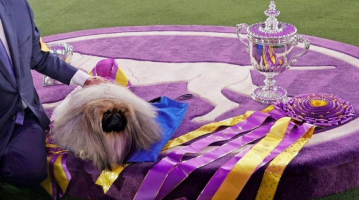 Pechinezul Wasabi, câştigătorul competiţiei Westminster Dog Show din New York