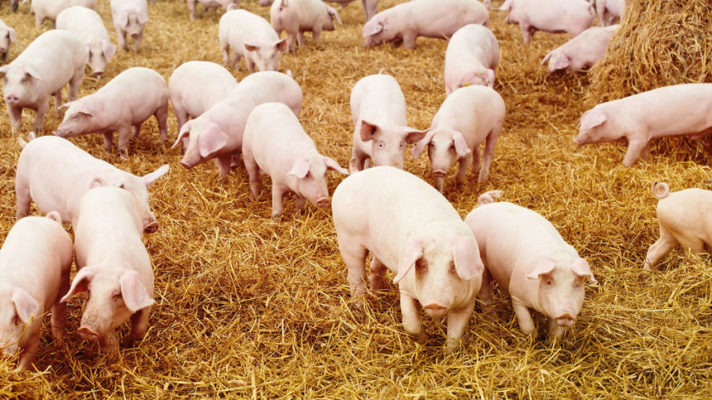 Producătorii de carne de porc: Autorităţile ar trebui să facă o campanie pentru prevenirea pestei porcine africane ca şi campania anti-covid