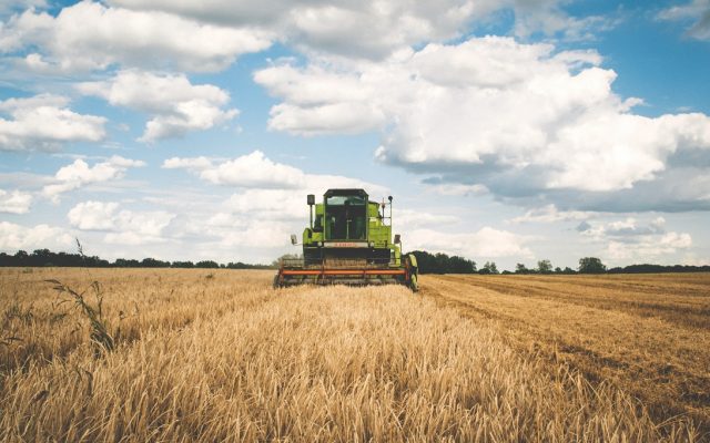 Recolta de grâu din acest an ”sare” de 11 milioane de tone, cea mai mare producţie după aderarea României la UE