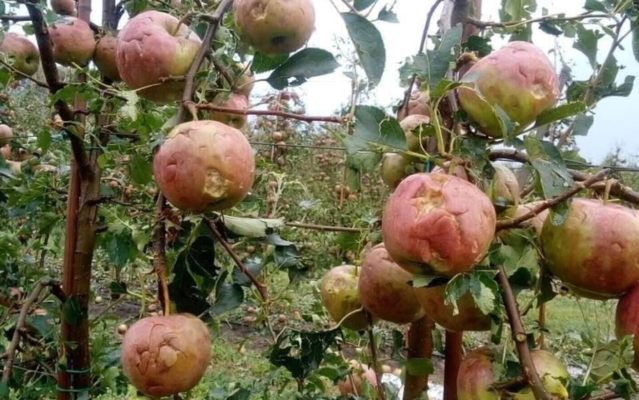 Suceava: Circa 100 ha de livadă, afectate de grindină, peste o jumătate – în totalitate, la Fălticeni şi Rădăşeni
