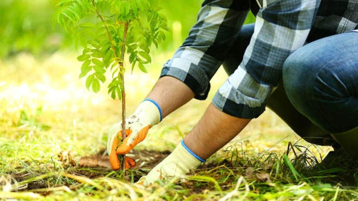 APIA primeşte de miercuri cereri de finanţare pentru împăduriri