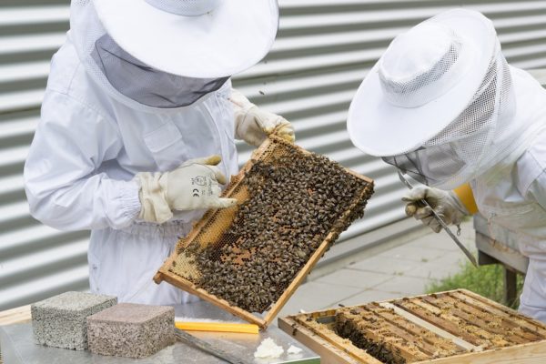 Olt: Apicultorii au solicitat ajutor de minimis pentru aproape 37.000 de familii de albine