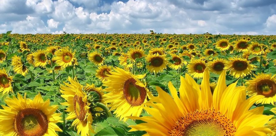 MADR: Peste 2,61 milioane hectare vor fi însămânțate cu porumb și un milion de hectare cu floarea-soarelui, în 2015