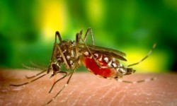 Remedii impotriva intepaturilor