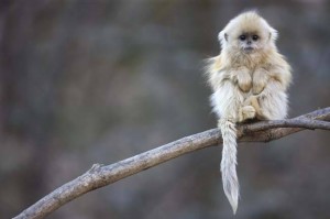 Golden snub-nosed  monkey / Rhinopithecus roxellana