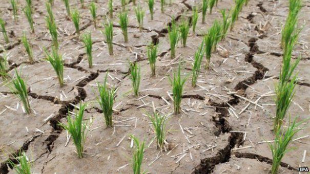 Ministerul Agriculturii: Fermierii ar putea primi ajutor de stat!