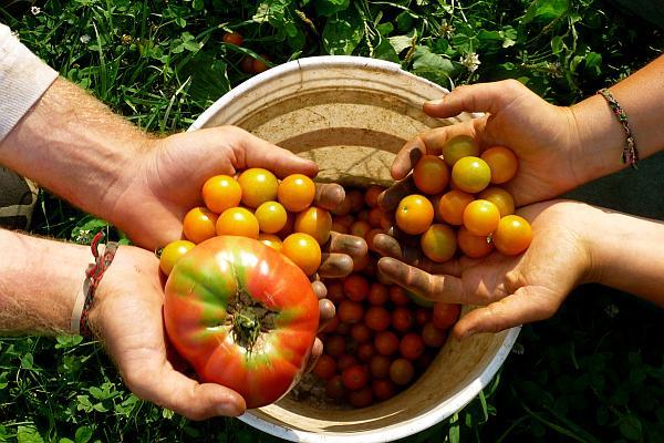 Daniel Constantin: Încercăm să eliberăm de marți adeverințe fermierilor din sectorul vegetal