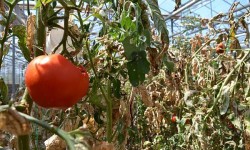 Procesele vegetative la culturile de câmp vor avea de suferit în aproape toată țara, în intervalul 1 – 7 septembrie (agrometeo)