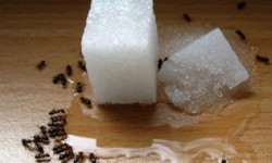 Cum scapi de furnici cu produse naturiste