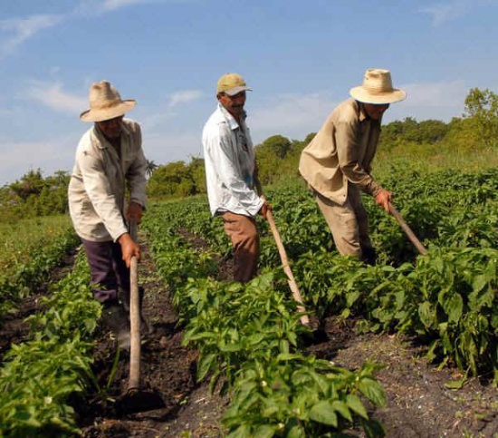 România este pe primul loc în UE în ceea ce privește populația ocupată în agricultură