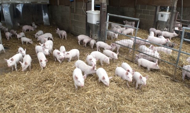 MADR: Crescătorii de porci vor beneficia de 2,3 milioane de euro din sprijinul european acordat României