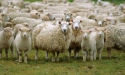 România ar putea exporta ovine și bovine în Orientul Mijlociu, dacă aplică zonarea