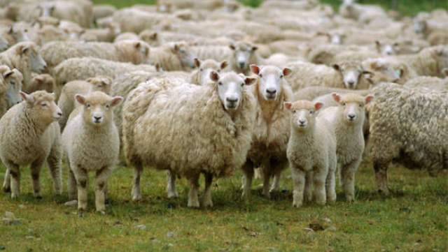 România ar putea exporta ovine și bovine în Orientul Mijlociu, dacă aplică zonarea